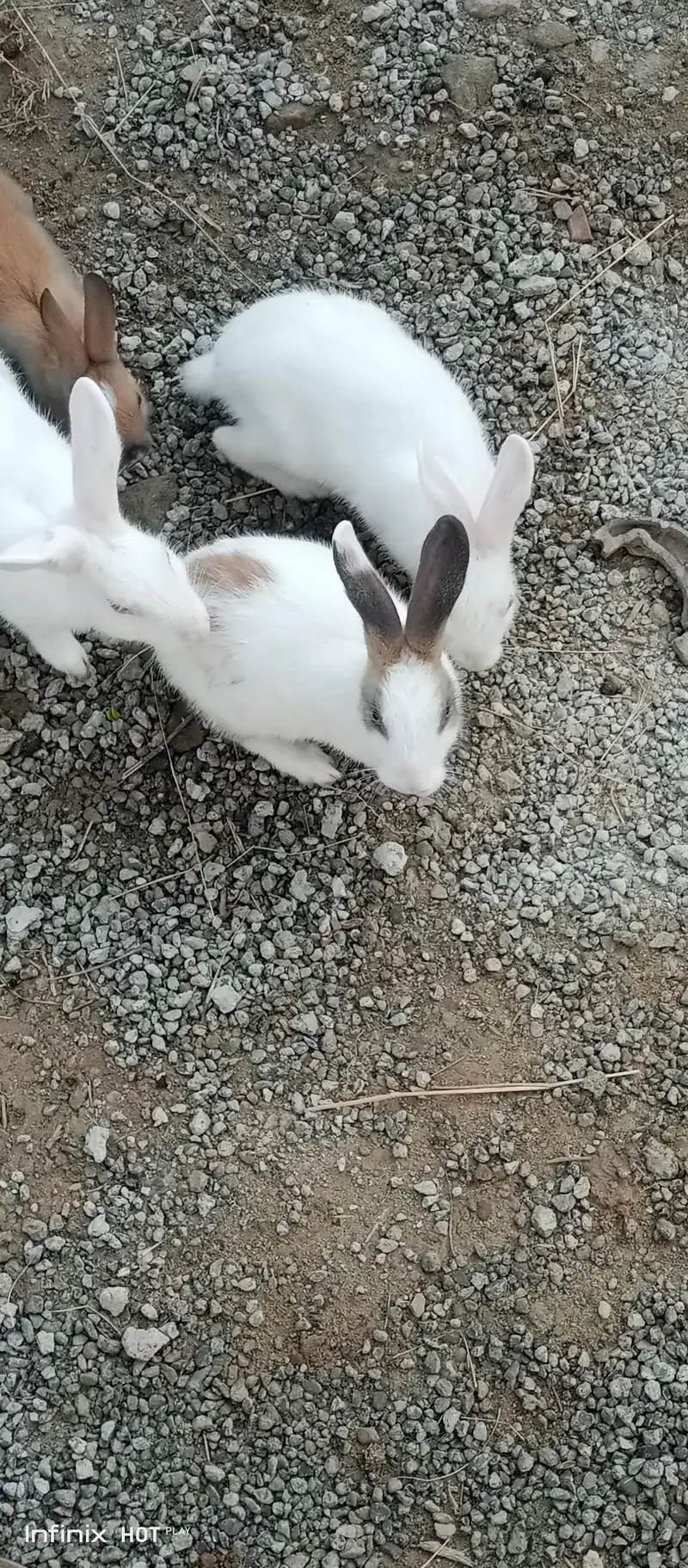 20 male and female rabbit red eye   pair — photo 2