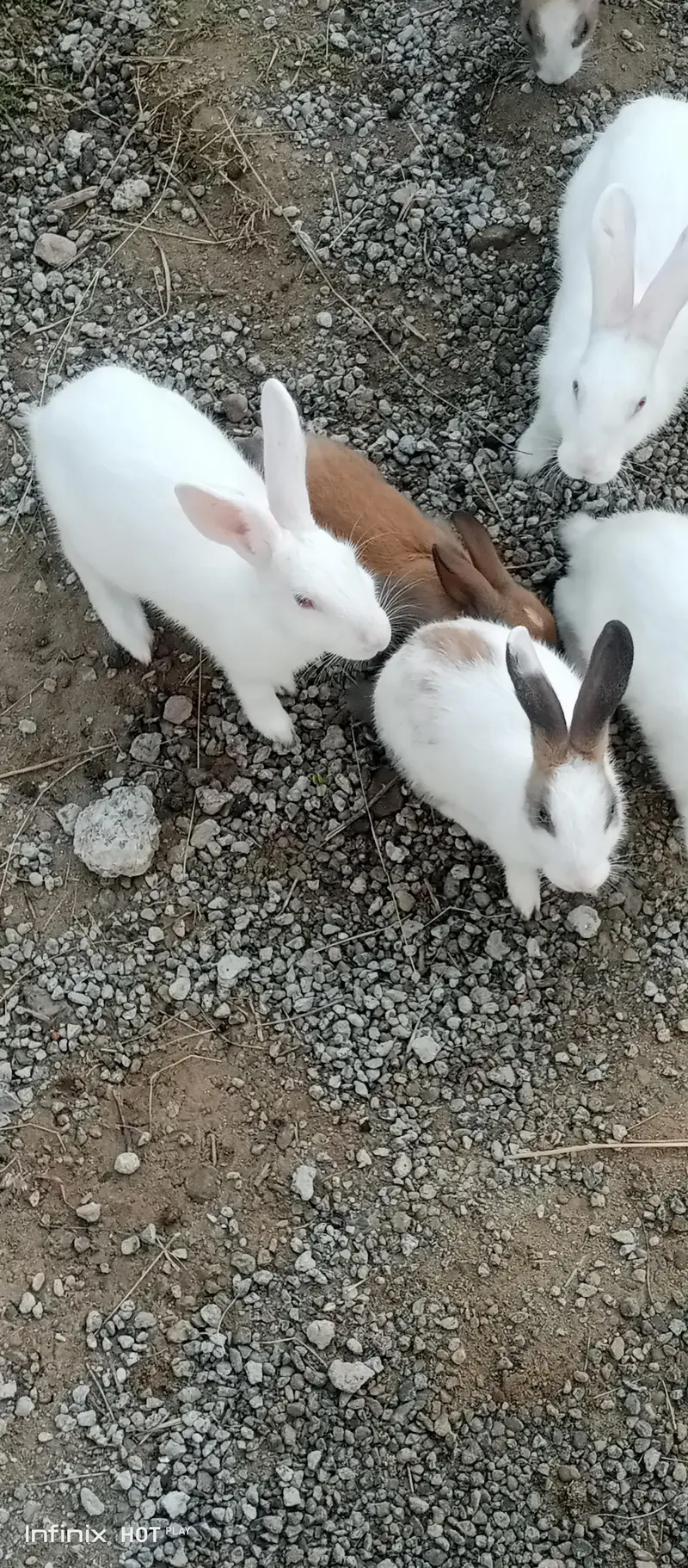 20 male and female rabbit red eye   pair — photo 3