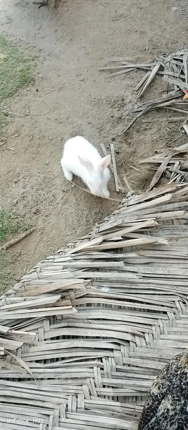 20 male and female rabbit red eye   pair — photo 4