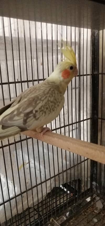 breeder female ha all ok ha what's app 03003533632 pa rabta kara