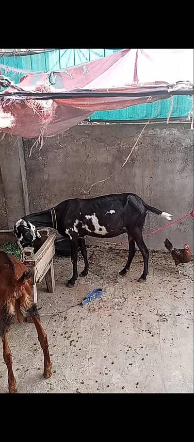 mashalllah betal peragrant  goat for sale