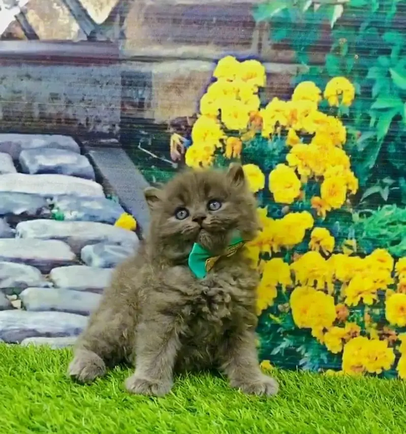 cash on delivery parshion kitten cat male female — photo 8