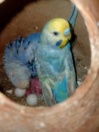 Budgies Rainbow pair