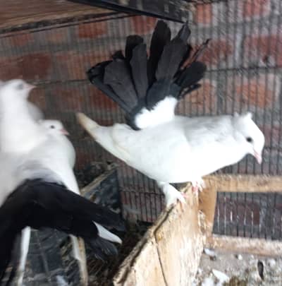 All for sale birds and bird cage