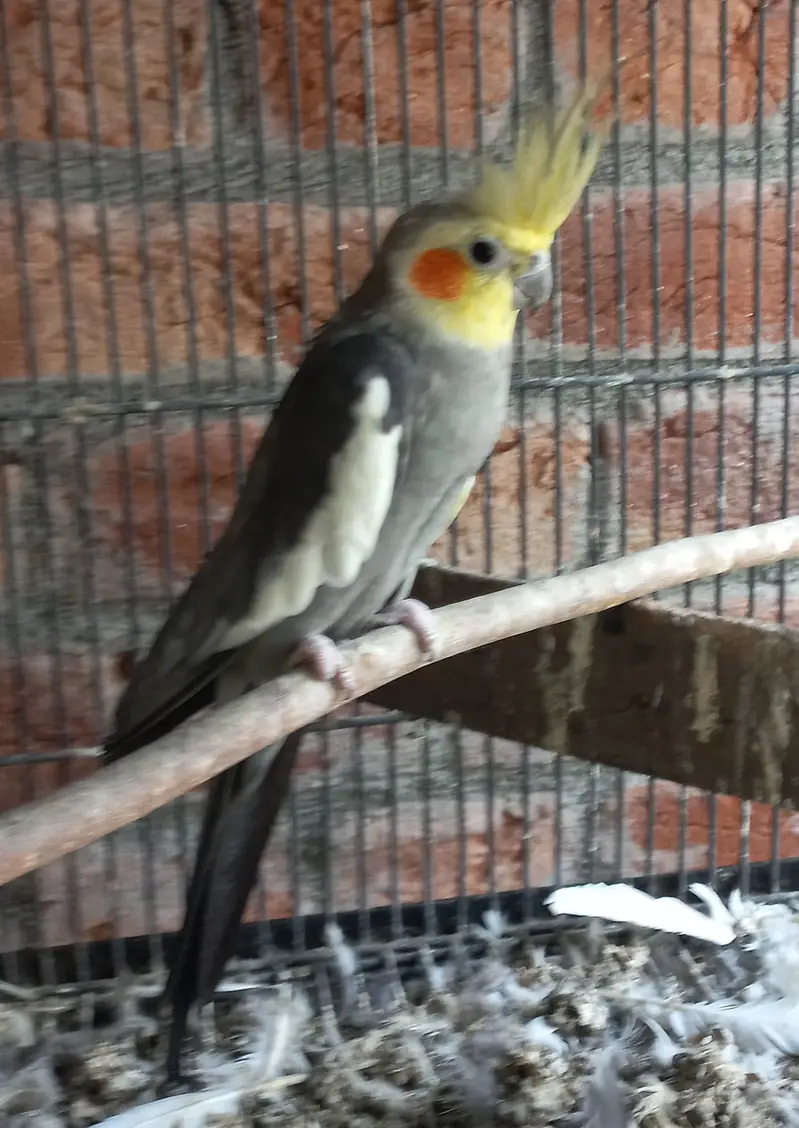 All for sale birds and bird cage — photo 3