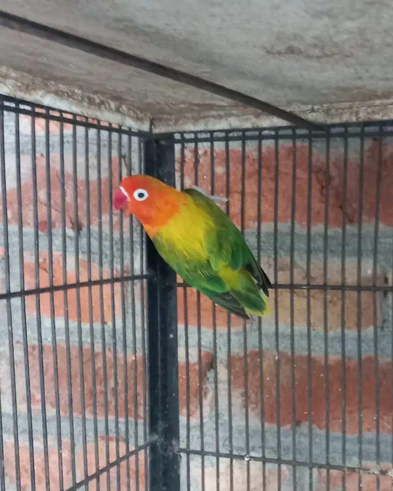 All for sale birds and bird cage — photo 6