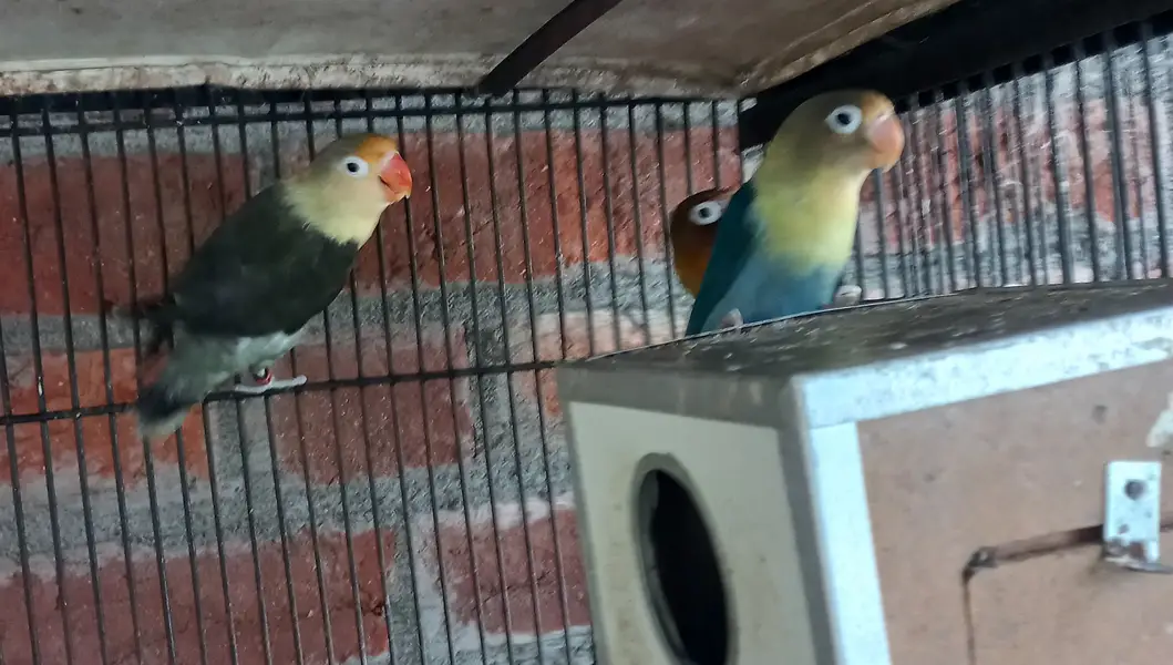 All for sale birds and bird cage — photo 7