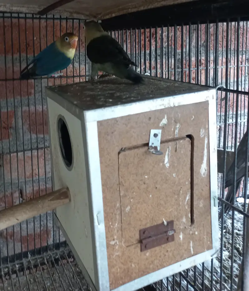All for sale birds and bird cage — photo 8