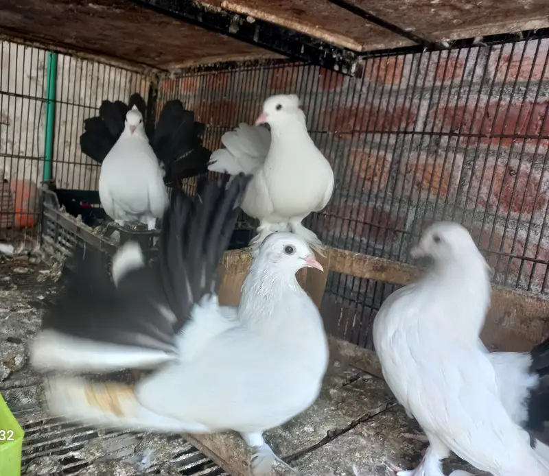 All for sale birds and bird cage — photo 9