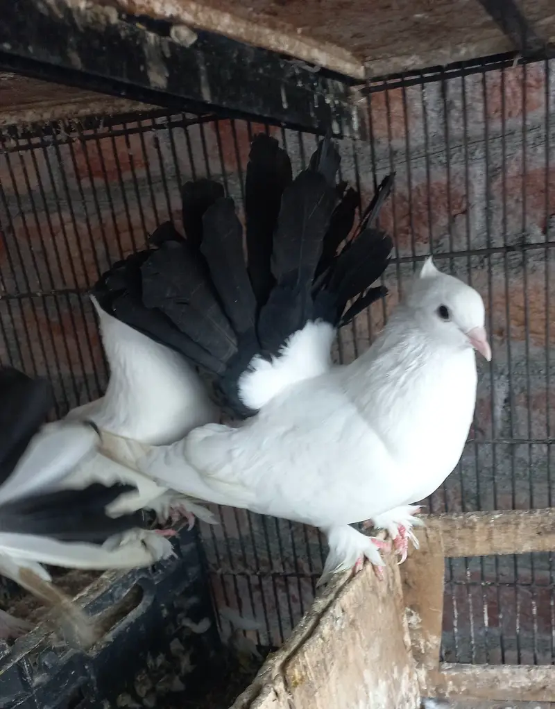 All for sale birds and bird cage — photo 10