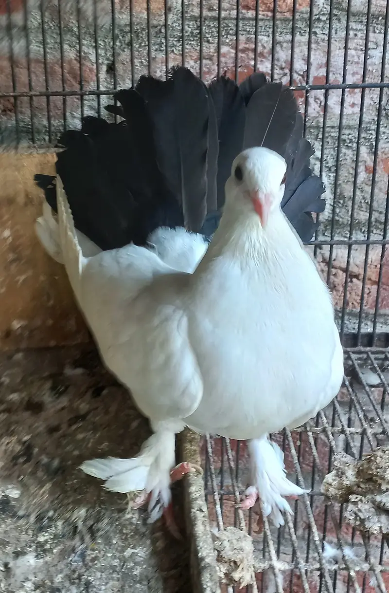 All for sale birds and bird cage — photo 12