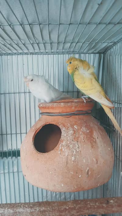 Hogoromo breeder pair for sale.