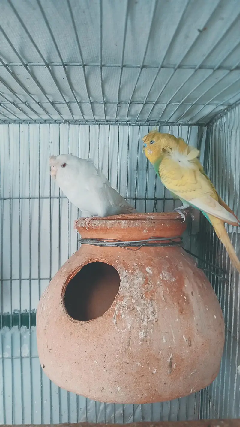 Hogoromo breeder pair for sale. — photo 2