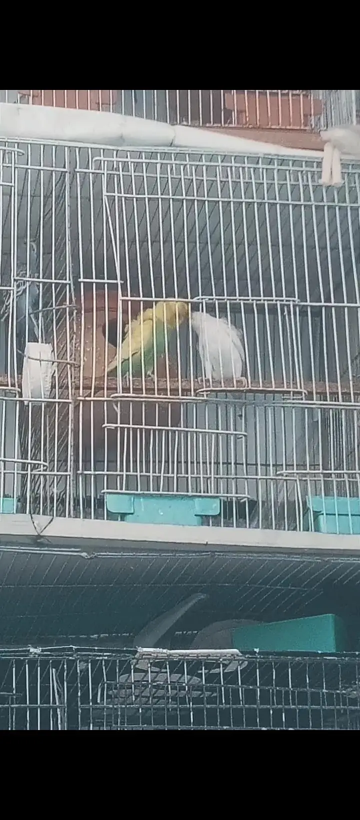Hogoromo breeder pair for sale. — photo 3