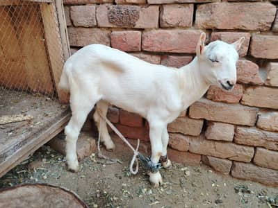 2 teedi male white  bakry 2 month age