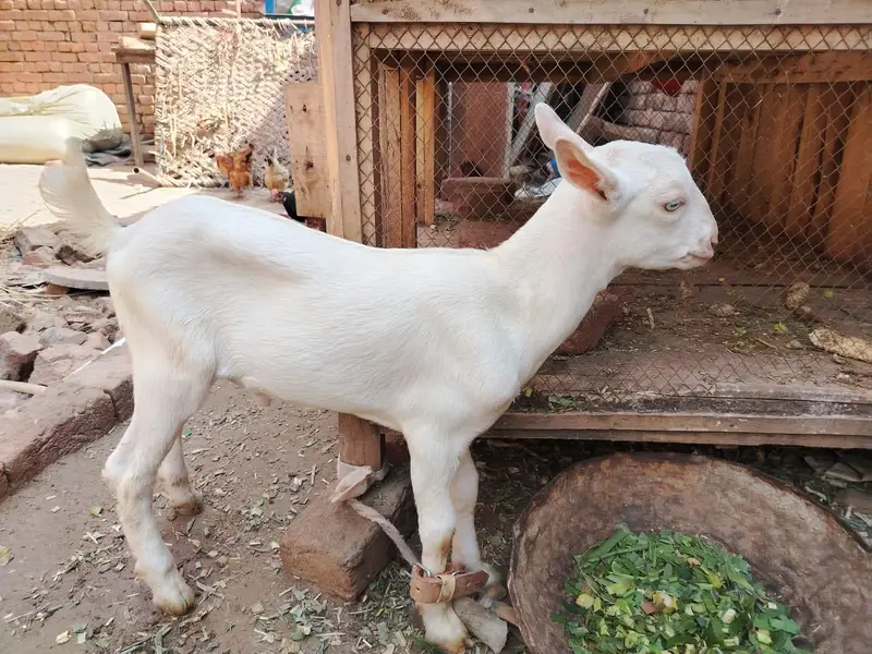 2 teedi male white  bakry 2 month age — photo 2
