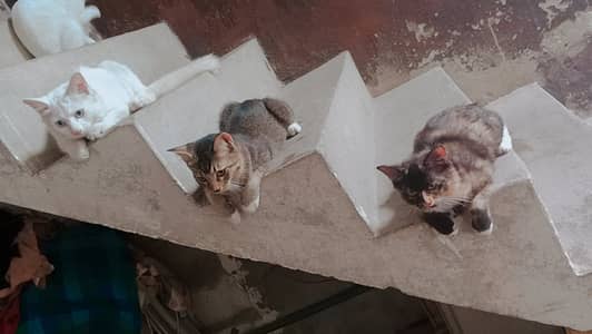 4 kittens for sale