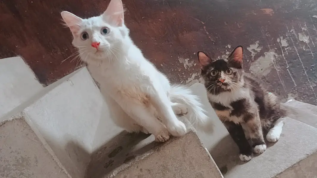 4 kittens for sale — photo 2