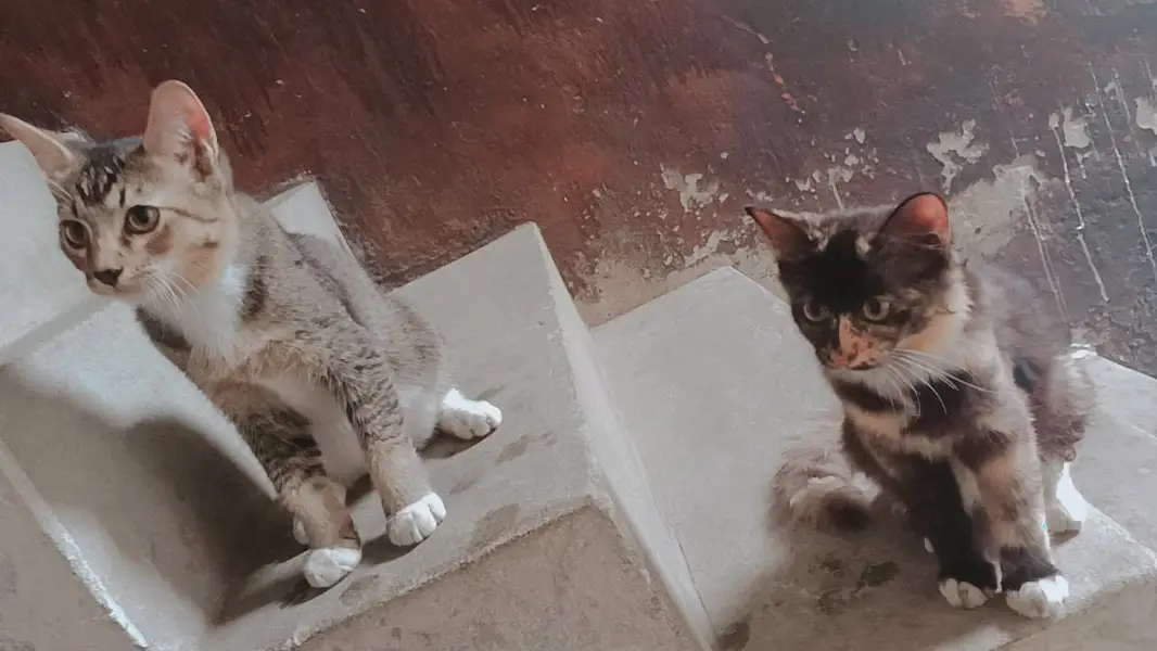 4 kittens for sale — photo 3