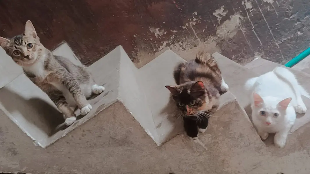 4 kittens for sale — photo 4