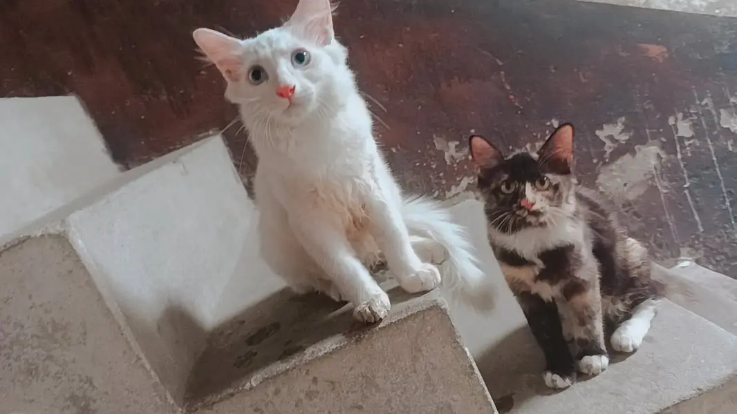 4 kittens for sale — photo 5