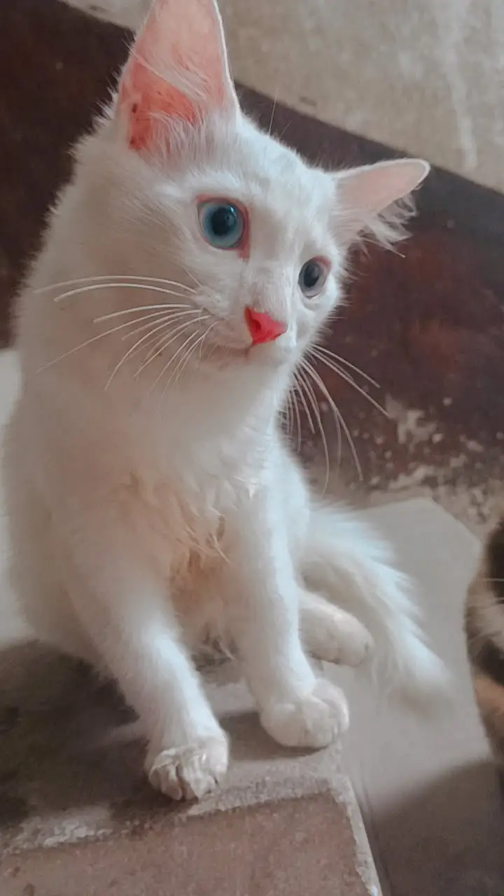 4 kittens for sale — photo 6
