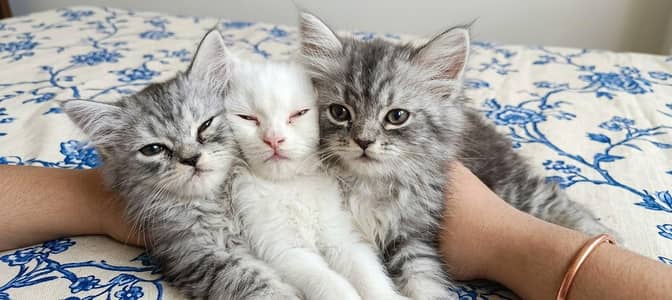 5 Persian Kittens – 3 White & 2 Grey/Silver – 2 Months Old