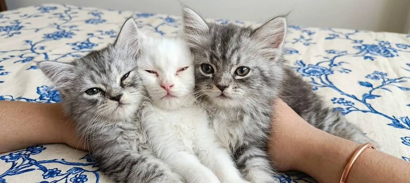 5 Persian Kittens – 3 White & 2 Grey/Silver – 2 Months Old