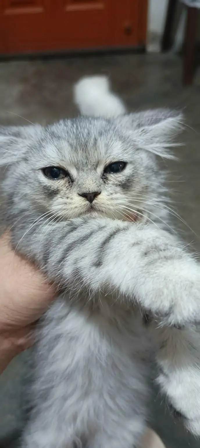 5 Persian Kittens – 3 White & 2 Grey/Silver – 2 Months Old — photo 2