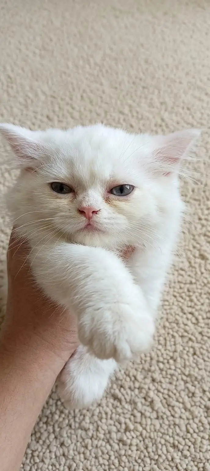 5 Persian Kittens – 3 White & 2 Grey/Silver – 2 Months Old — photo 3