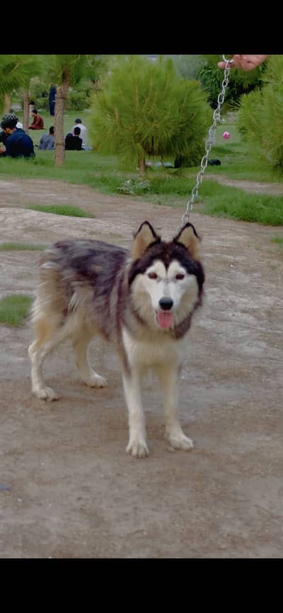 Siberian Husky full train self import