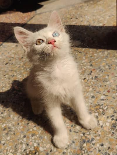 nice cat