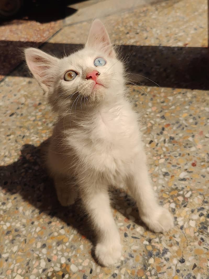 nice cat 0