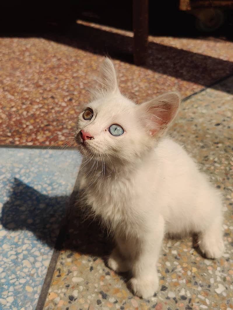 nice cat 1