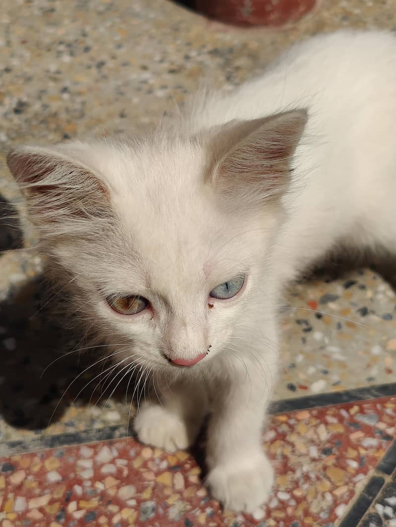 nice cat 2