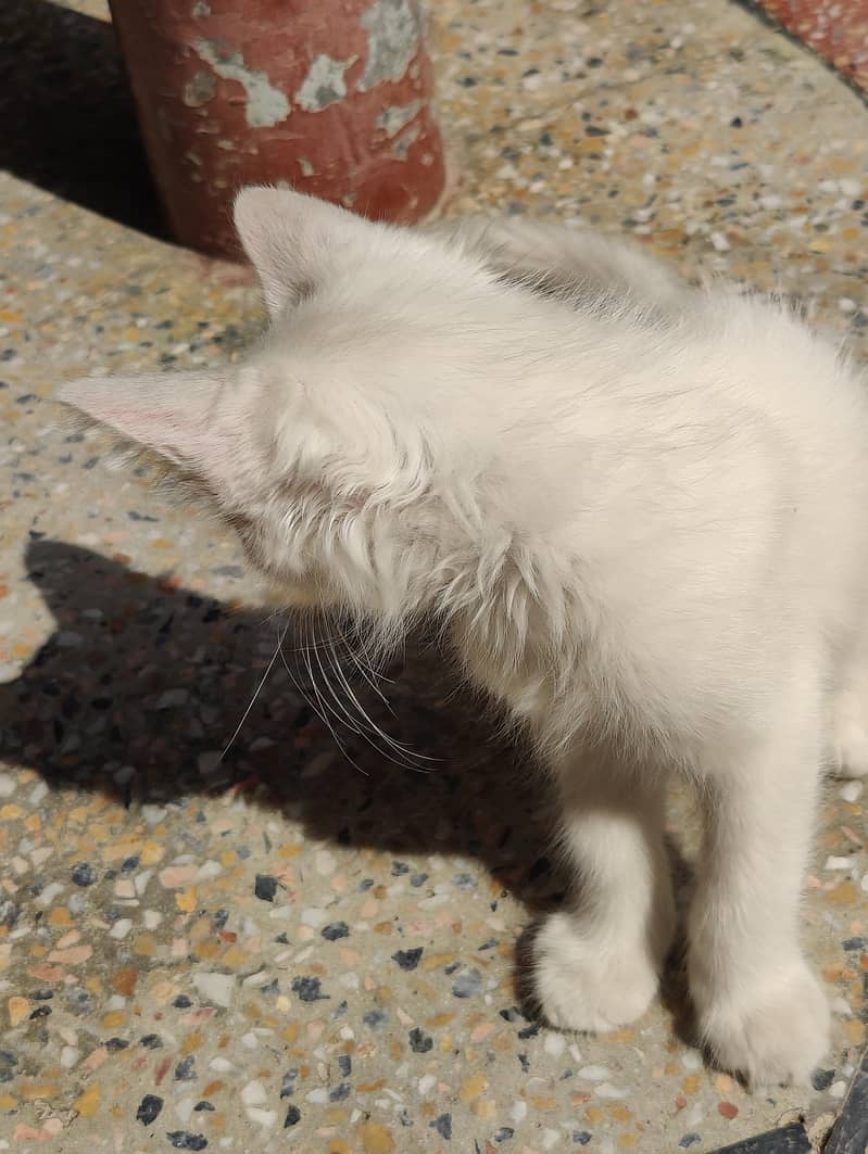 nice cat 3