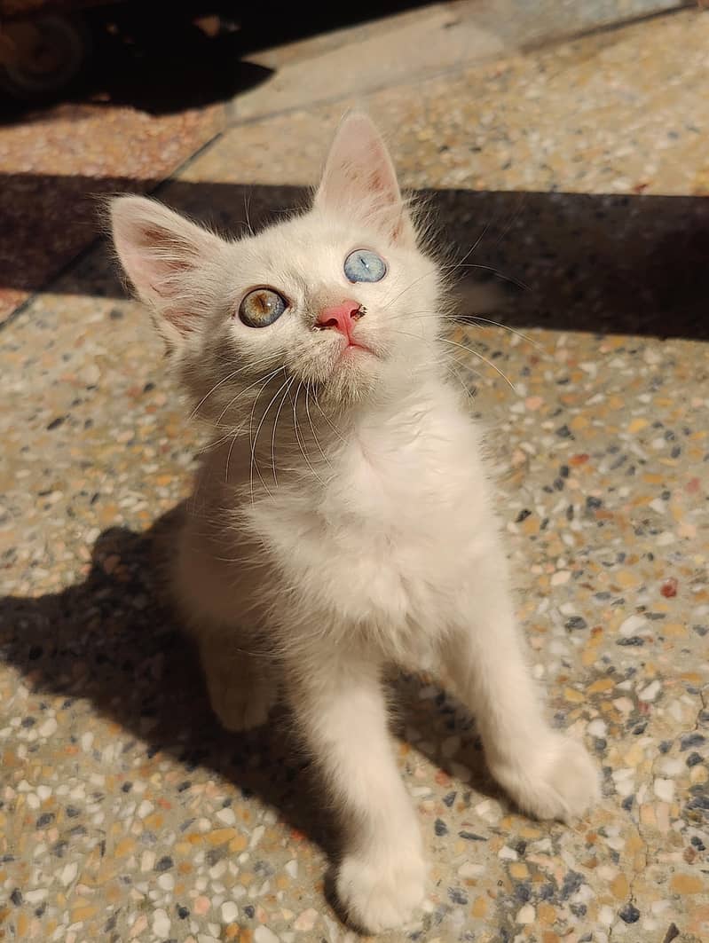 nice cat 4