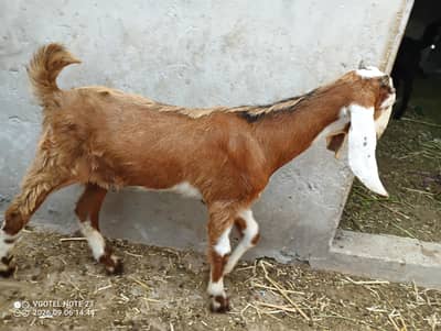Male For sale