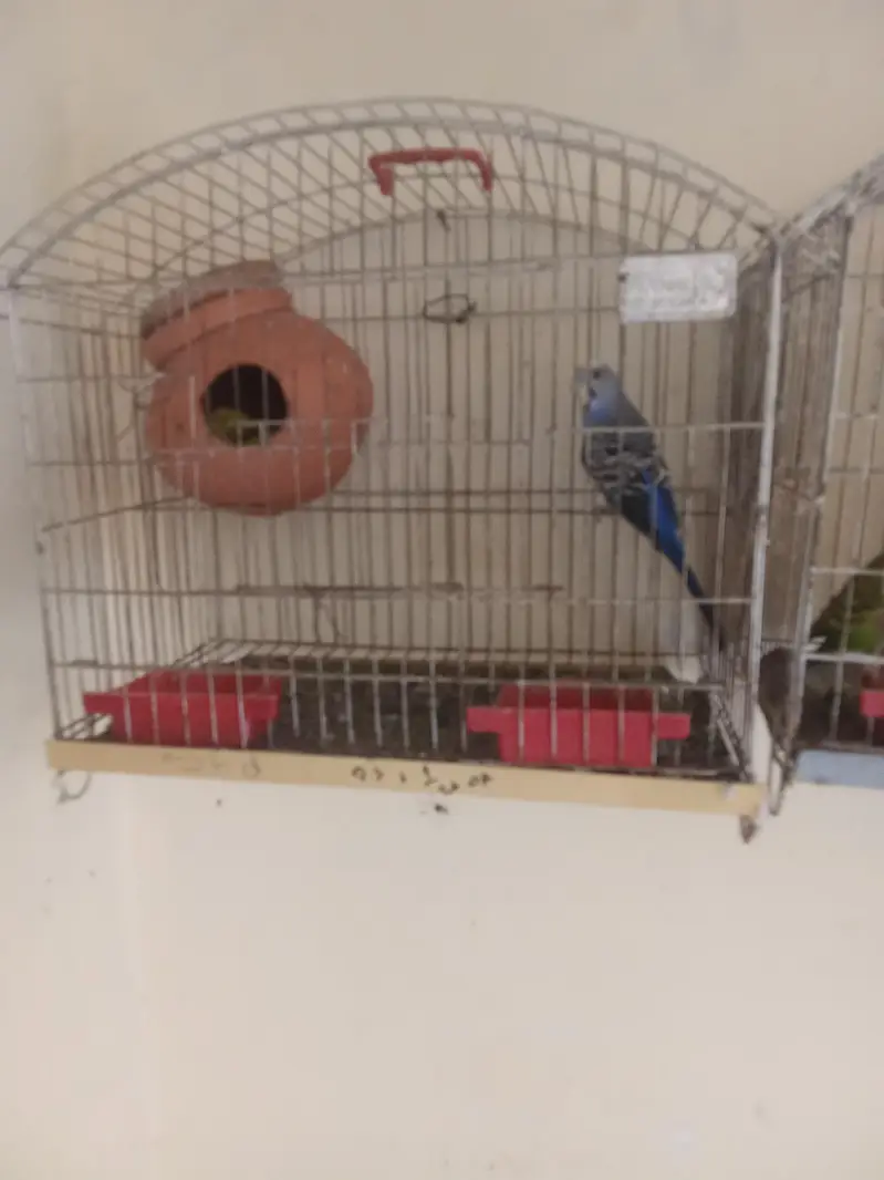 urgent for sale — photo 2