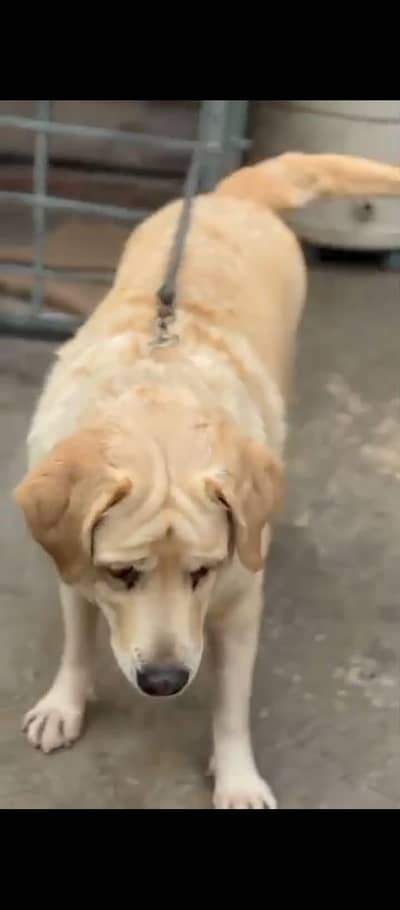 British Labrador female pedigree microchip