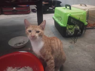 5 cats kitten