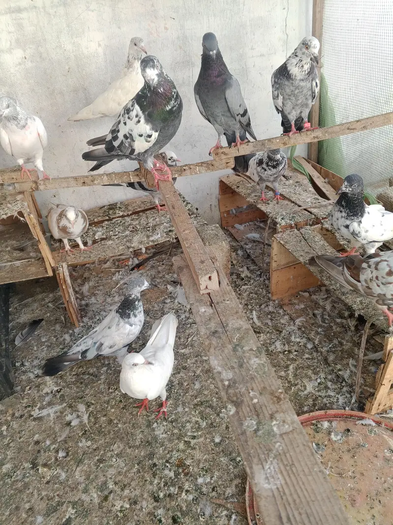 high flyer pigeon — photo 2