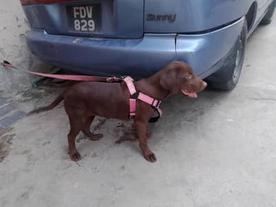 chocolate lab 3 months old vaccinated female