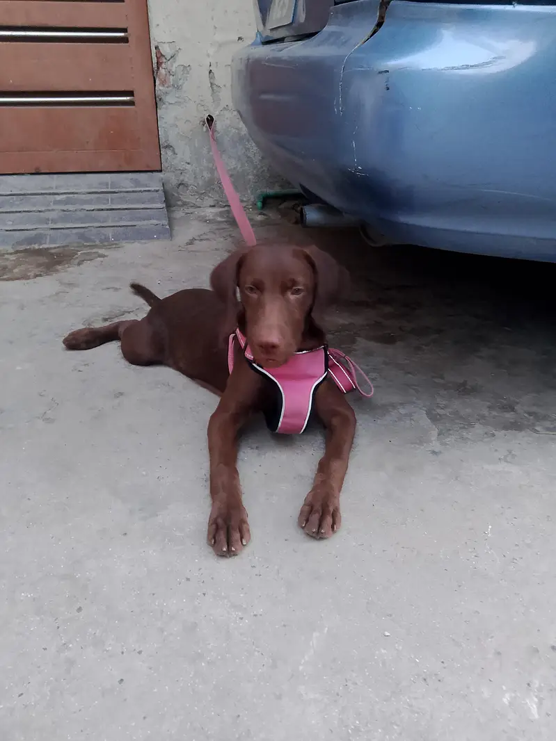 chocolate lab 3 months old vaccinated female — photo 2