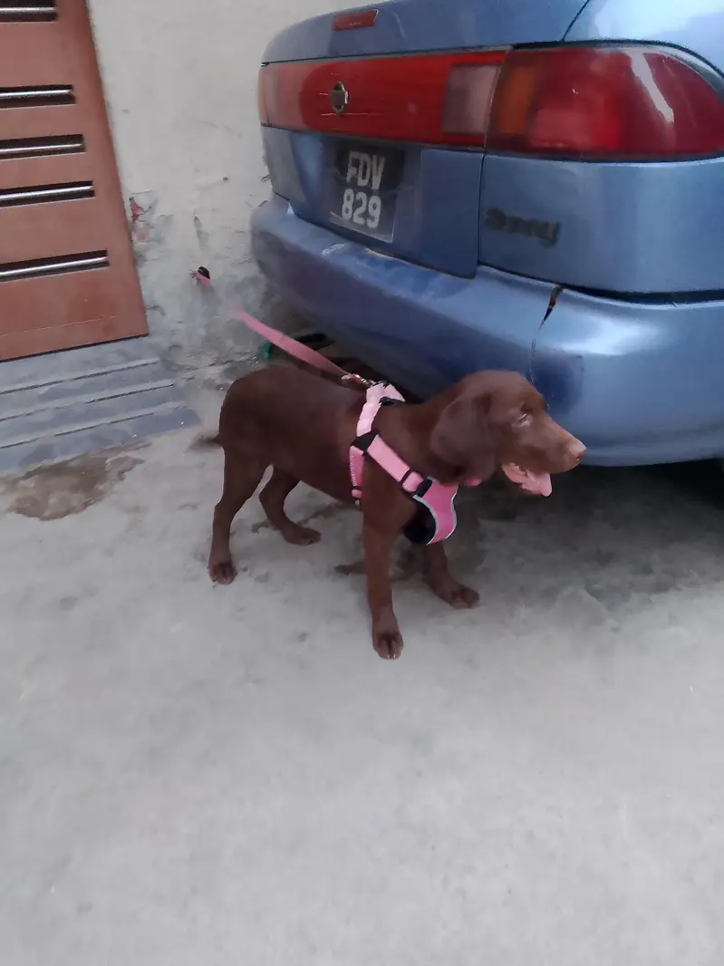 chocolate lab 3 months old vaccinated female — photo 3