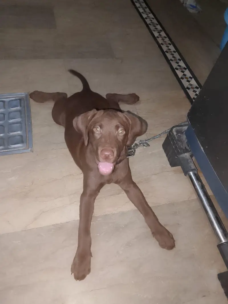 chocolate lab 3 months old vaccinated female — photo 6
