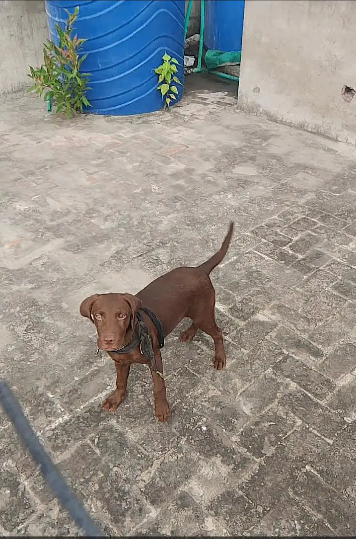 chocolate lab 3 months old vaccinated female — photo 8