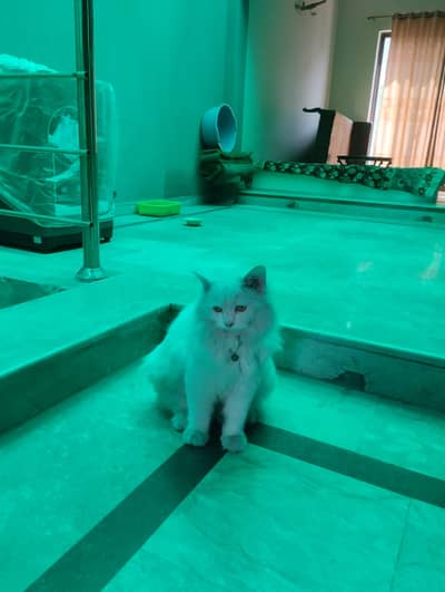 Beautiful Long Coat White Persian Cat For Sale