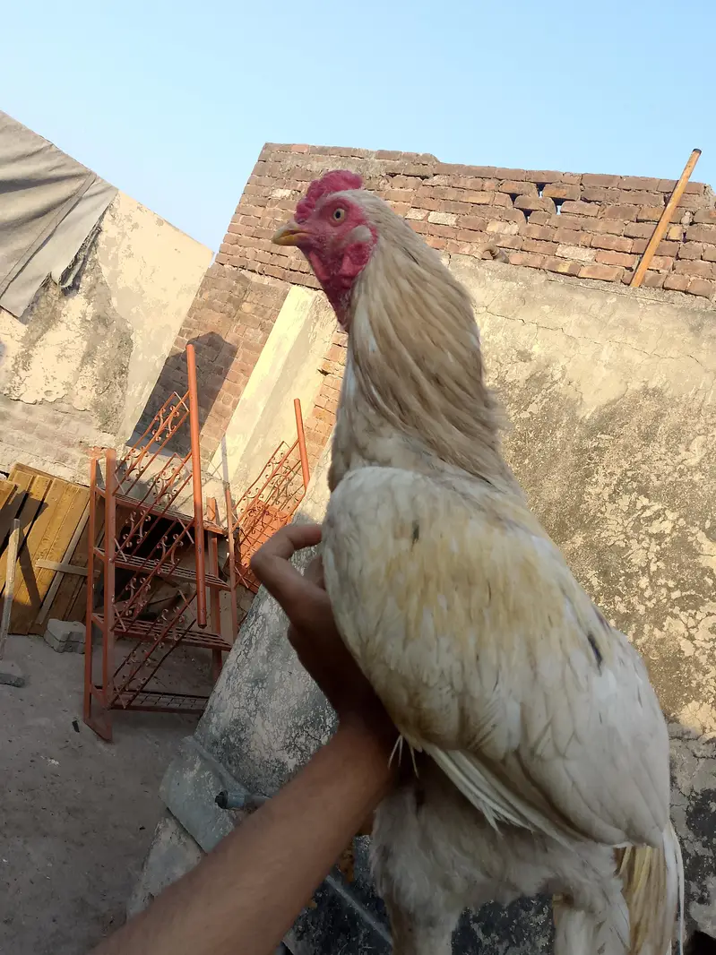 Aseel male — photo 3