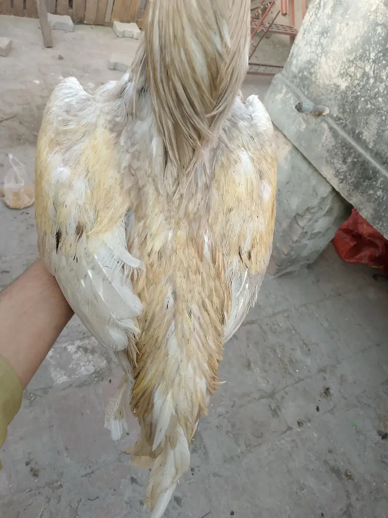 Aseel male — photo 4